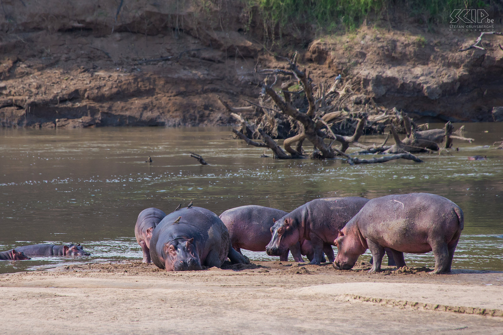 South Luangwa - Hippos Just in front of our tent at the lodge entire groups of hippos (Hippopotamus amphibius) could be seen in the Luangwa river. This big bull is huge and probably weighs more than 3 tons. Stefan Cruysberghs